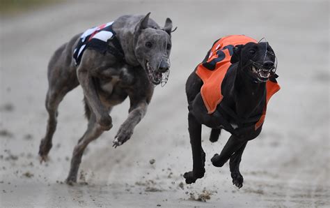 racing post greyhounds fast results